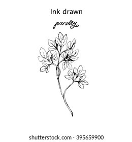 Ink drawn vector branch of parsley. Hand drawn illustration in sketch style.