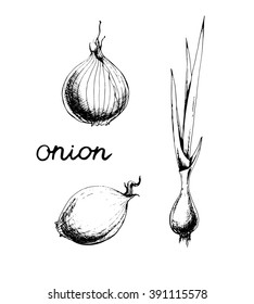 Ink drawn vector set  of onion. Hand drawn illustration in vintage style with  lettering.