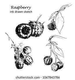 Ink drawn vector sketch with raspberry. Realistic botanical hand drawn illustration.
