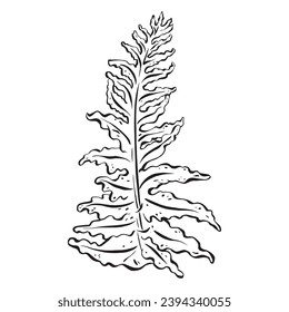 Ink: Elegant leaf contour featuring a gracefully detailed fern, ornamental greenery in a forest. The minimalist monochrome design, isolated on white background, vector illustration in EPS 10 format