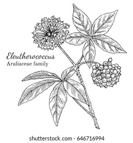 Ink eleutherococcus herbal illustration. Hand drawn botanical sketch style. Absolutely vector. Good for using in packaging - tea, condinent, oil etc - and other applications