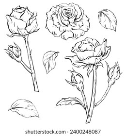 Ink: Exquisite hand-drawn roses, featuring blooms, buds, and leaves. Perfect for tattoo art, invitations, and cards. vector illustration EPS 10. to celebrations, weddings, and birthdays
