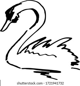 ink flourish sketch of black swan hand drawn