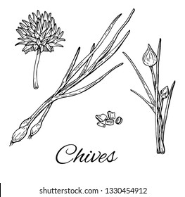 Ink Garlic Chives hand drawn set. Leaves, sliced pieces and flower. Retro botanical line art. Medical herb and spice. Vintage raw chives. Herbal vector illustration isolated on white background svg