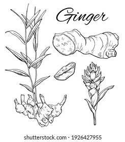 Ink Ginger hand drawn set. Flower with root. Ginger root, flower and sliced pieces. Vintage botanical art. Retro culinary sketch. Herbal vector illustration isolated on white background