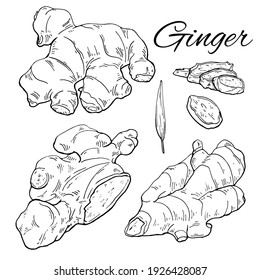 Ink Ginger hand drawn set. Ginger root, leaves and sliced pieces. Vintage botanical art. Retro culinary sketch. Herbal vector illustration isolated on white background