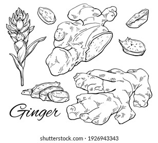 Ink Ginger hand drawn set. Ginger root, flower and sliced pieces. Vintage botanical art. Retro culinary sketch. Herbal vector illustration isolated on white background