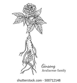 Ink ginseng herbal illustration. Hand drawn botanical sketch style. Absolutely vector. Good for using in packaging - tea, condinent, oil etc - and other applications