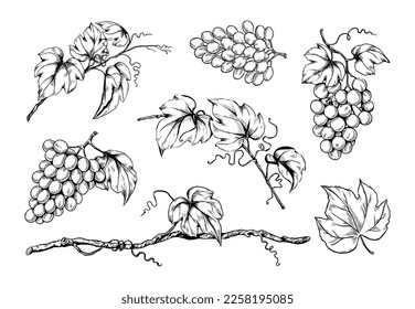 Ink grape set, hand drawn leaf on branches, organic wine. Vegetarian vineyard, sweet alcohol fruits, sketch style leaves, garden plants. Decorative elements. Vector isolated illustration