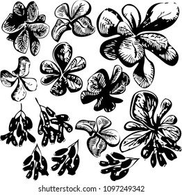 ink graphics barberry on white background

