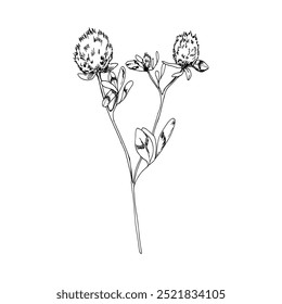 Ink graphics clover flower with leaves illustration. Hand drawn wild field botanical element, floral stem with bud silhouette for textile, kitchen, home decor. Poster, book design