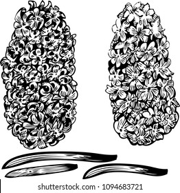 Ink graphics hyacinth on white background

