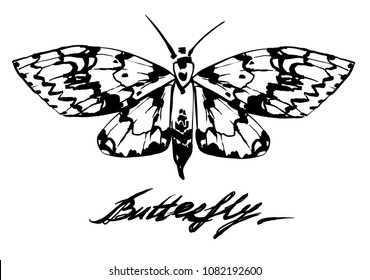  ink hand drawing Moth  post card. insect vector on white background. nature element for vizit card or wedding invitation.  Butterfly  with big wings. Graphic sketch