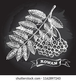 Ink hand drawn bunch of rowan berries with leaves. Autumn elements collection. Vector illustration.