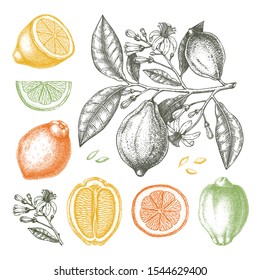 Ink hand drawn citrus fruits collection. Lemon branch drawings. Vector sketch of highly detailed lemons tree with leaves, fruits and flowers sketches. Botanical design elements set.