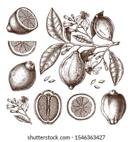 Ink hand drawn citrus fruits collection. Lemon branch drawings. Vector sketch of highly detailed lemons tree with leaves, fruits and flowers sketches. Botanical design elements set.