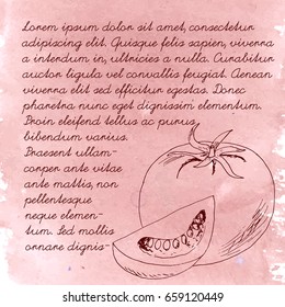Ink hand drawn detailed tomatoes retro illustration background. Thin artistic linear pencil outline. Vintage style, engraved simple doodle sketches with watercolor stain