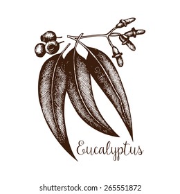 Ink hand drawn Eucalyptus plant.  Tropical flower isolated on white. Exotic vintage plant illustration
