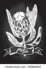 Ink hand drawn exotic protea flower and vintage banner. Botanical element for your design, Vector illustration.