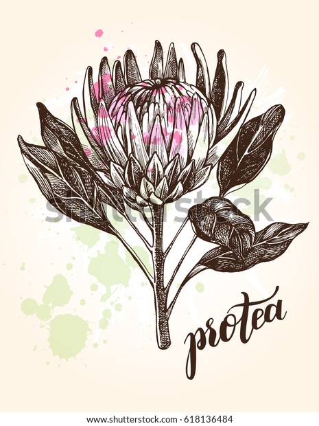 Ink Hand Drawn Exotic Protea Flower Stock Vector (Royalty Free ...