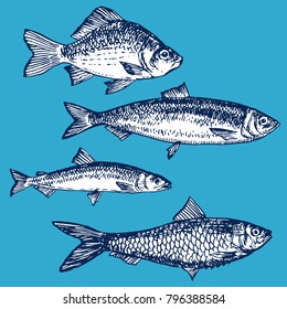 Ink hand drawn fish collection outline doodle. herring, carp, smelt, sardine sketch set