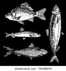 Ink hand drawn fish collection outline doodle black and white chalk on blackboard. herring, carp, smelt, sardine sketch
