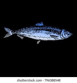 Ink hand drawn fish doodle black and white chalk on blackboard. Herring sketch