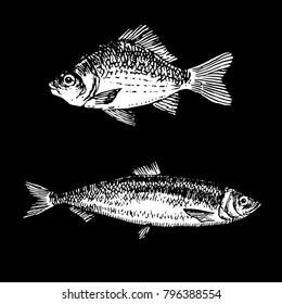 Ink hand drawn fish doodle black and white chalk on blackboard. Herring and carp fish sketch
