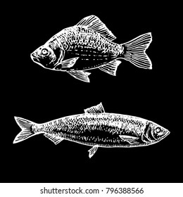 Ink hand drawn fish doodle black and white chalk on blackboard. Herring and carp fish sketch