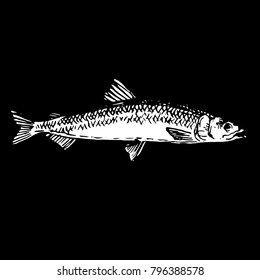 Ink hand drawn fish doodle black and white chalk on blackboard. smelt fish sketch