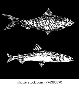 Ink hand drawn fish doodle black and white chalk on blackboard. sardine and smelt fish sketch