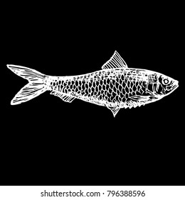 Ink hand drawn fish doodle black and white chalk on blackboard. sardine fish sketch