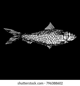 Ink hand drawn fish doodle black and white chalk on blackboard. sardine fish sketch