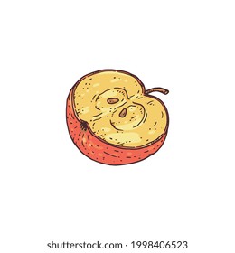 Ink hand drawn half of apple fruit, engraving colorful vector illustration isolated on white background. Apple dessert and cooking fruit image in vintage style.