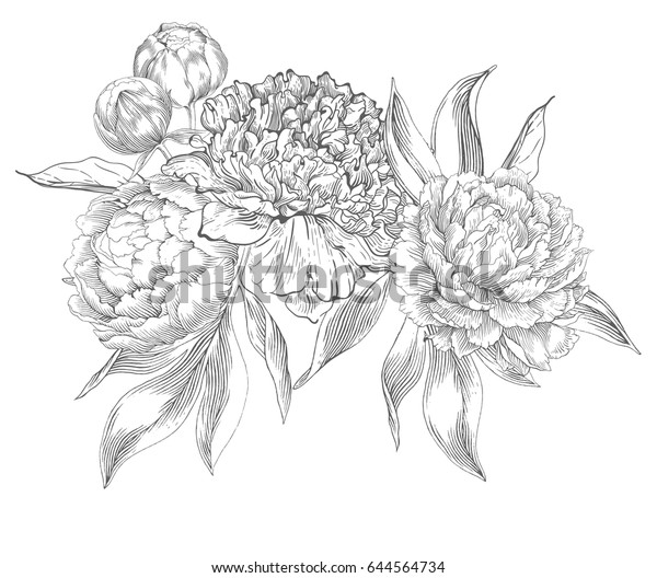 インク手描きの華麗な牡丹絵 花の芽 葉と茎 美しいカードデザイン ベクター画像 のベクター画像素材 ロイヤリティフリー