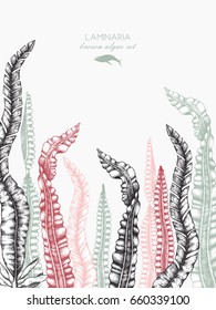 Ink hand drawn laminaria sketch on white background. Wedding card or invitation design with  highly detailed brown algae. Vintage Seaweeds collection. Vector template
