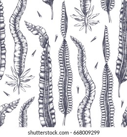 Ink hand drawn laminaria sketch (sweet sea tangle, japan kelp, alaria). Vector background with highly detailed brown algae. Vintage Seaweeds pattern