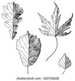 Ink hand drawn leaves of oak, hazel, birch, smooth japanese maple. Vector half painted doodle picture for design