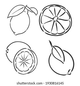 Ink hand drawn lemon isolated on white background. Vector illustration of highly detailed citrus fruits