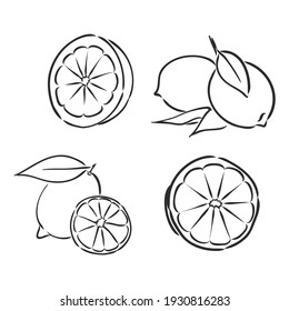 Ink hand drawn lemon isolated on white background. Vector illustration of highly detailed citrus fruits