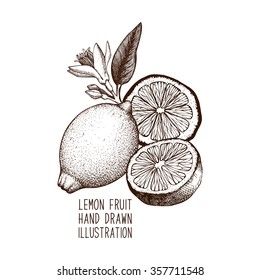 Ink Hand Drawn Lemon Isolated On White Background. Vector Illustration Of Highly Detailed Citrus Fruits