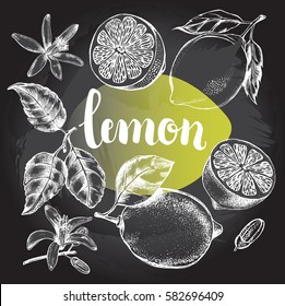 Ink hand drawn lemon set with brush calligraphy style lettering. Citrus fruit elements collection for design labels, packaging, cards. Vector illustration.