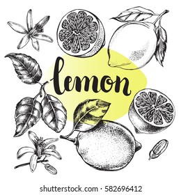 Ink hand drawn lemon set with brush calligraphy style lettering. Citrus fruit elements collection for design labels, packaging, cards. Vector illustration.