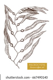 Ink hand drawn Macrocystis sketch set on white background. Vector illustration of highly detailed brown algae. Seaweeds collection.