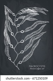 Ink hand drawn Macrocystis sketch set on chalkboard. Vector illustration of highly detailed brown algae. Seaweeds collection.