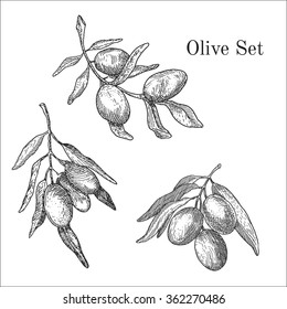 Ink hand drawn olive set