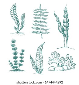 colección de algas dibujadas a mano. diversas plantas submarinas y algas. Colección vintage de plantas marinas vectoriales y algas marinas. siluetas de algas. Colección de plantas acuarias.