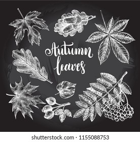 Ink hand drawn set of autumn leaves, rowan berries, acorns. Autumn elements collection with brush calligraphy style lettering. Vector illustration.