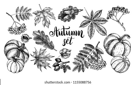 Ink hand drawn set of autumn leaves, rowan berries, ripe pumpkins, acorns. Autumn elements collection with brush calligraphy style lettering. Vector illustration.