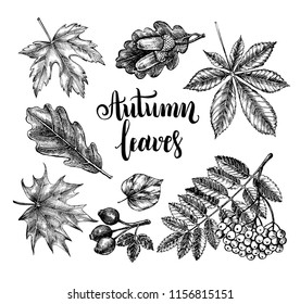 Ink hand drawn set of autumn leaves, rowan berries, acorns. Autumn elements collection with brush calligraphy style lettering. Vector illustration.